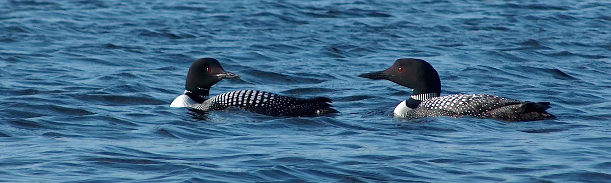 Itasca Waters - pagetitle