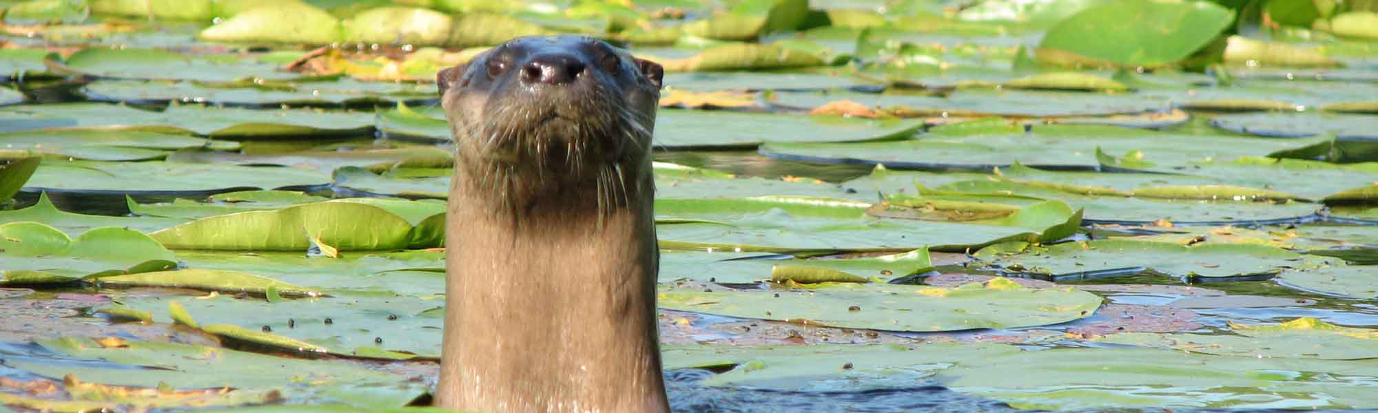 Itasca Waters - pagetitle