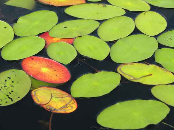 Itasca Water - Aquatic Zone Itasca Water - Aquatic Zone