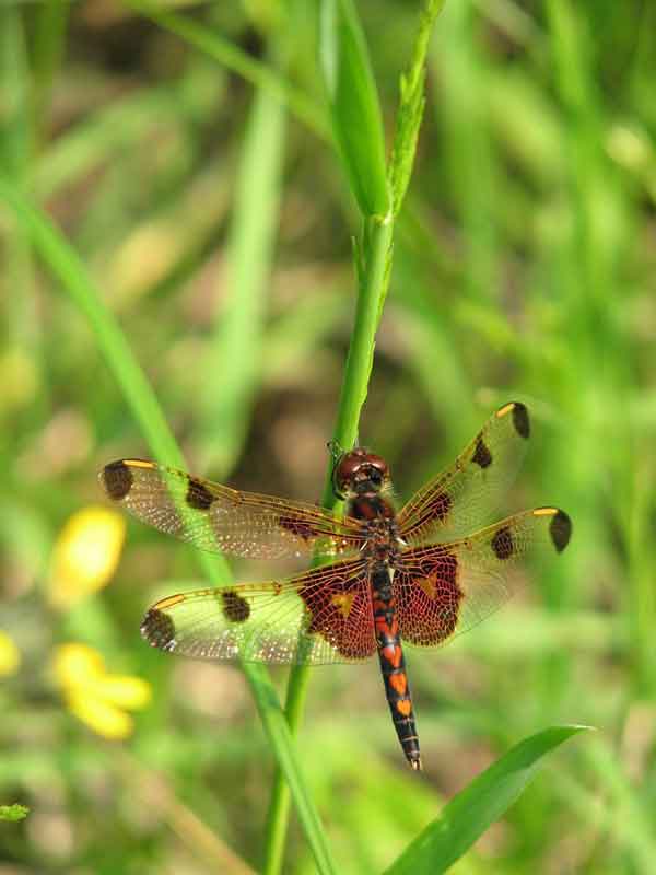 Itasca Water - Completed Projects Itasca Water - Completed Projects