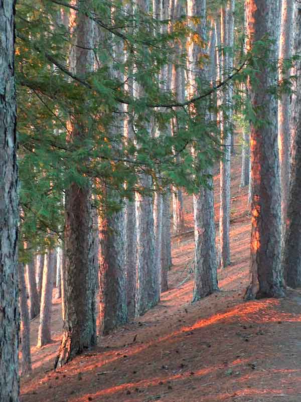 Private Forestry Management Itasca Waters Private Forestry Management Itasca Waters