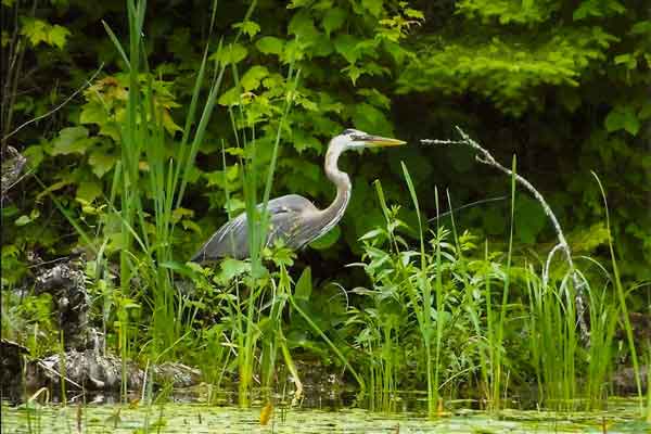 Itasca Water - Shoreland Initiative Itasca Water - Shoreland Initiative